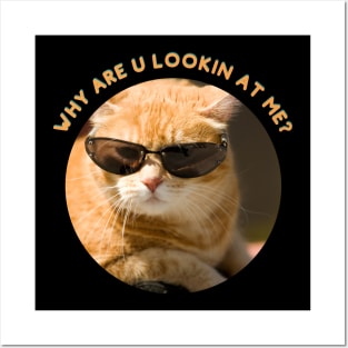 Ginger Cat, Why are you looking at me Posters and Art